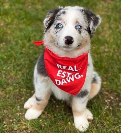 Dog Bandana - Real Estate Dawg. (Red) from All Things Real Estate Store