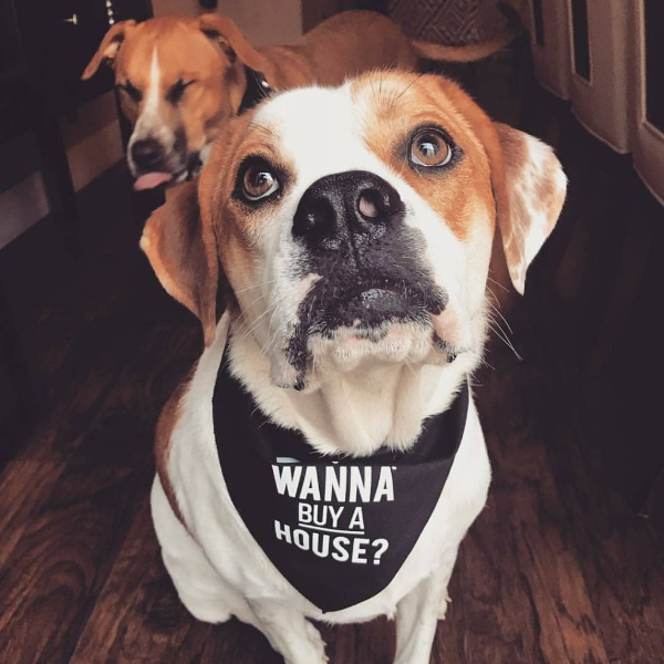 Dog Bandana - Wanna Buy a House?™ from All Things Real Estate Store